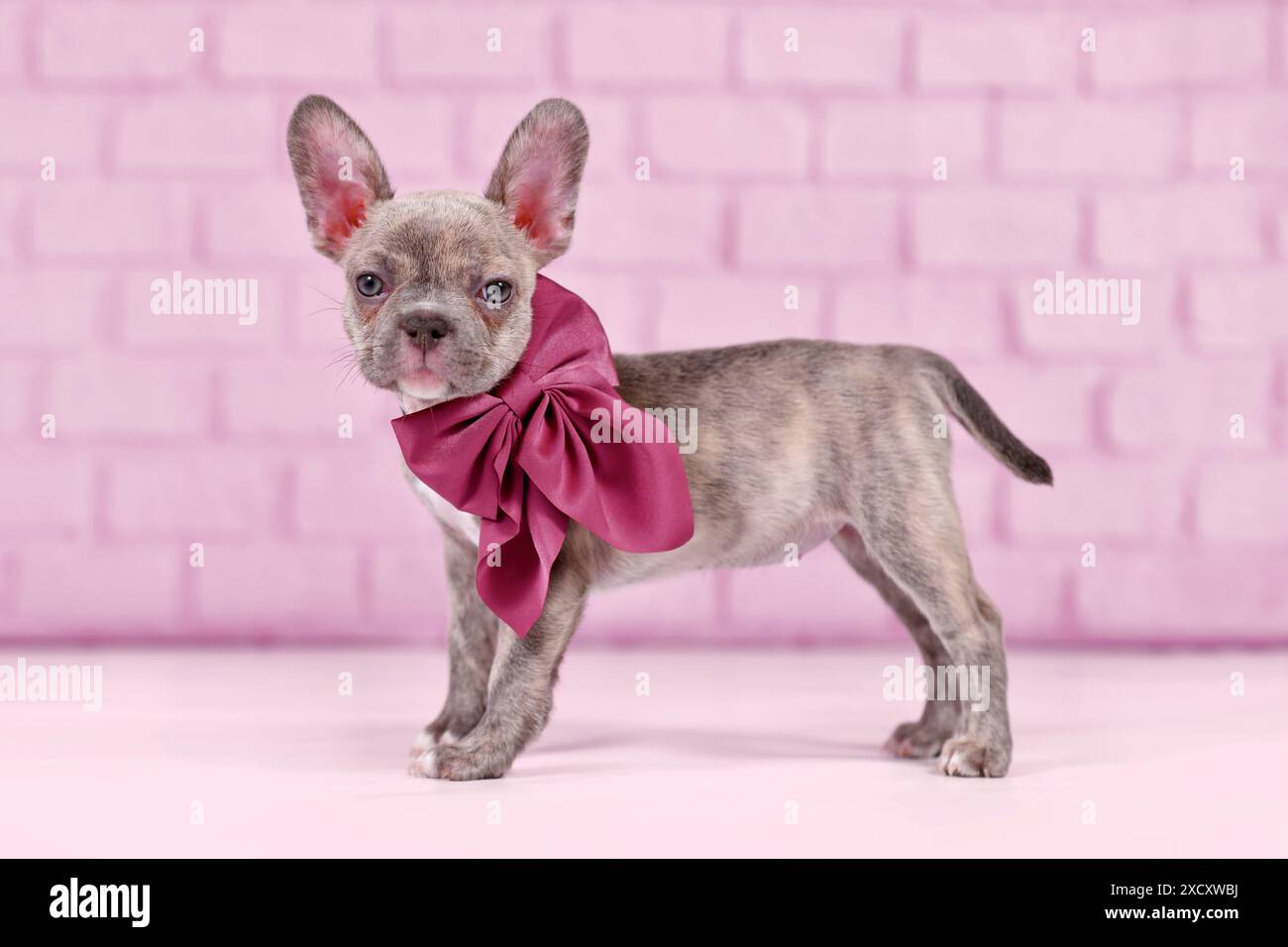 Jeune chiot de chien bouledogue français Brindle lilas avec un long nez sain et ruban devant le fond du studio Banque D'Images
