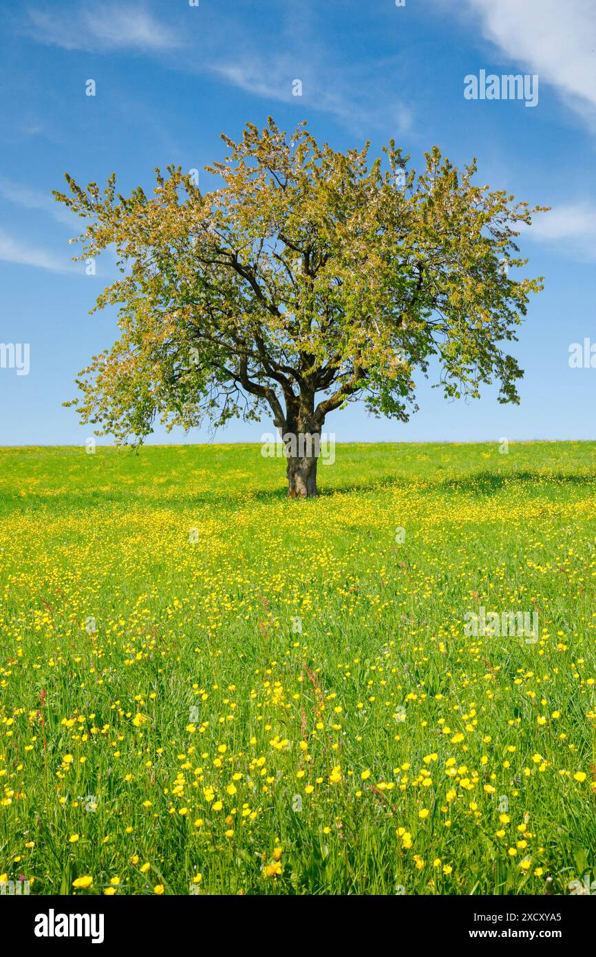 Botanique, solitaire standee pommier dans un pré fleuri de la gamme Crowfoot, UTILISATION NON EXCLUSIVE POUR L'UTILISATION DE CARTES DE VOEUX-CARTES POSTALES PLIANTES Banque D'Images