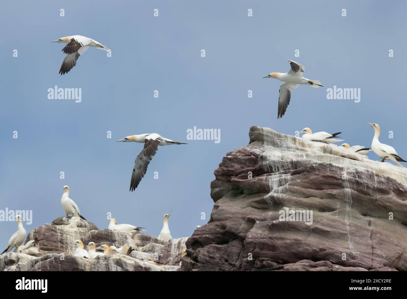 Trois Gannets survolent la colonie de Gannet à Ortac Alderney Channel Islands montre des têtes jaunâtres plumage et envergure Banque D'Images