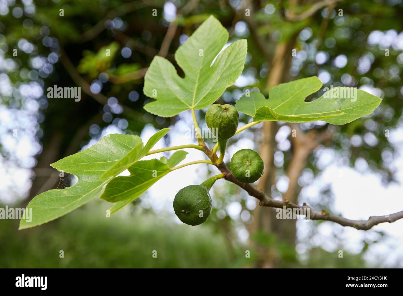 Figues, Hendaye, Aquitaine, Pays Basque, France Banque D'Images