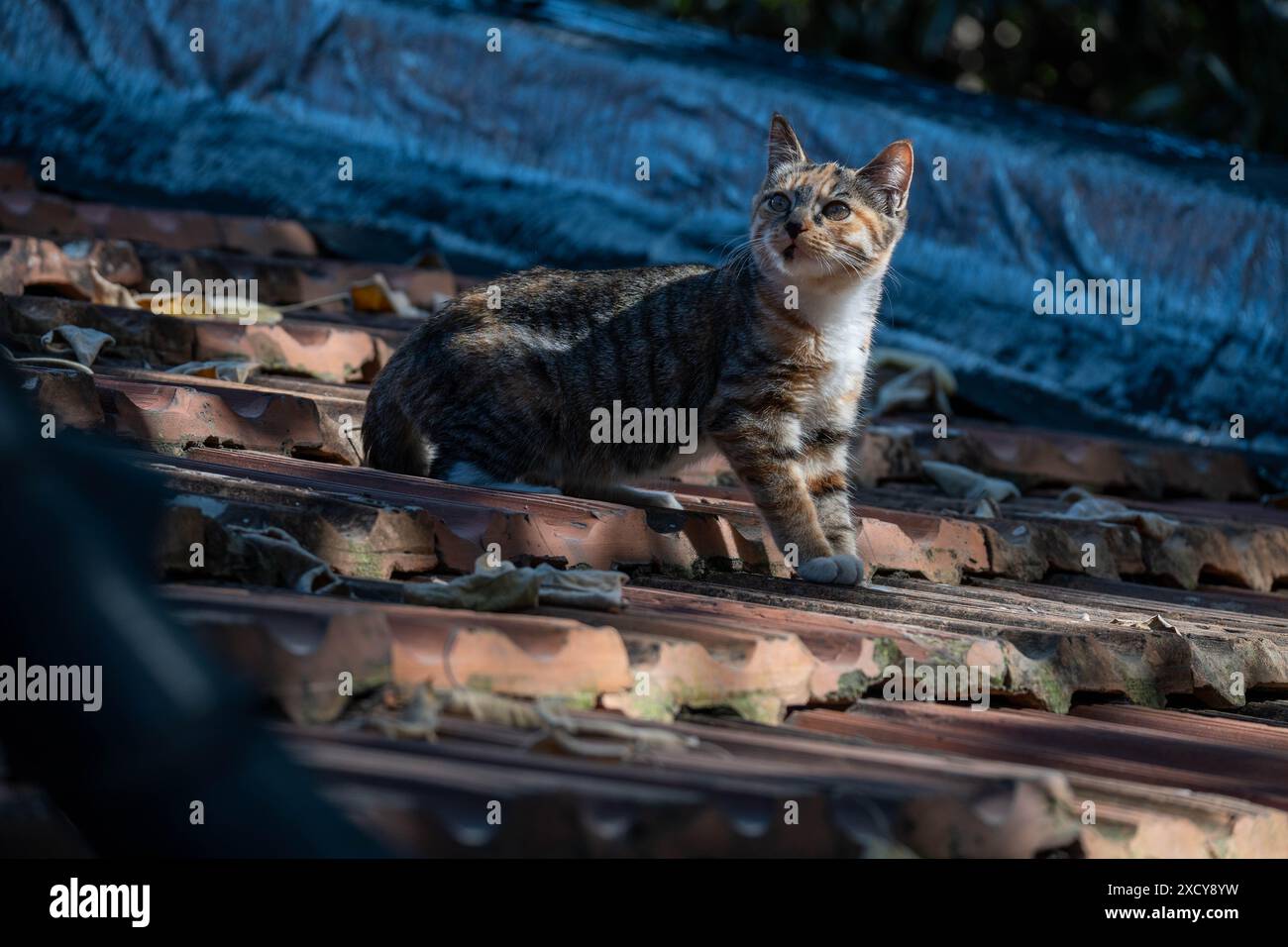 Un chat debout sur un toit de tuiles avec des feuilles dispersées autour et regardant vers le haut. Banque D'Images