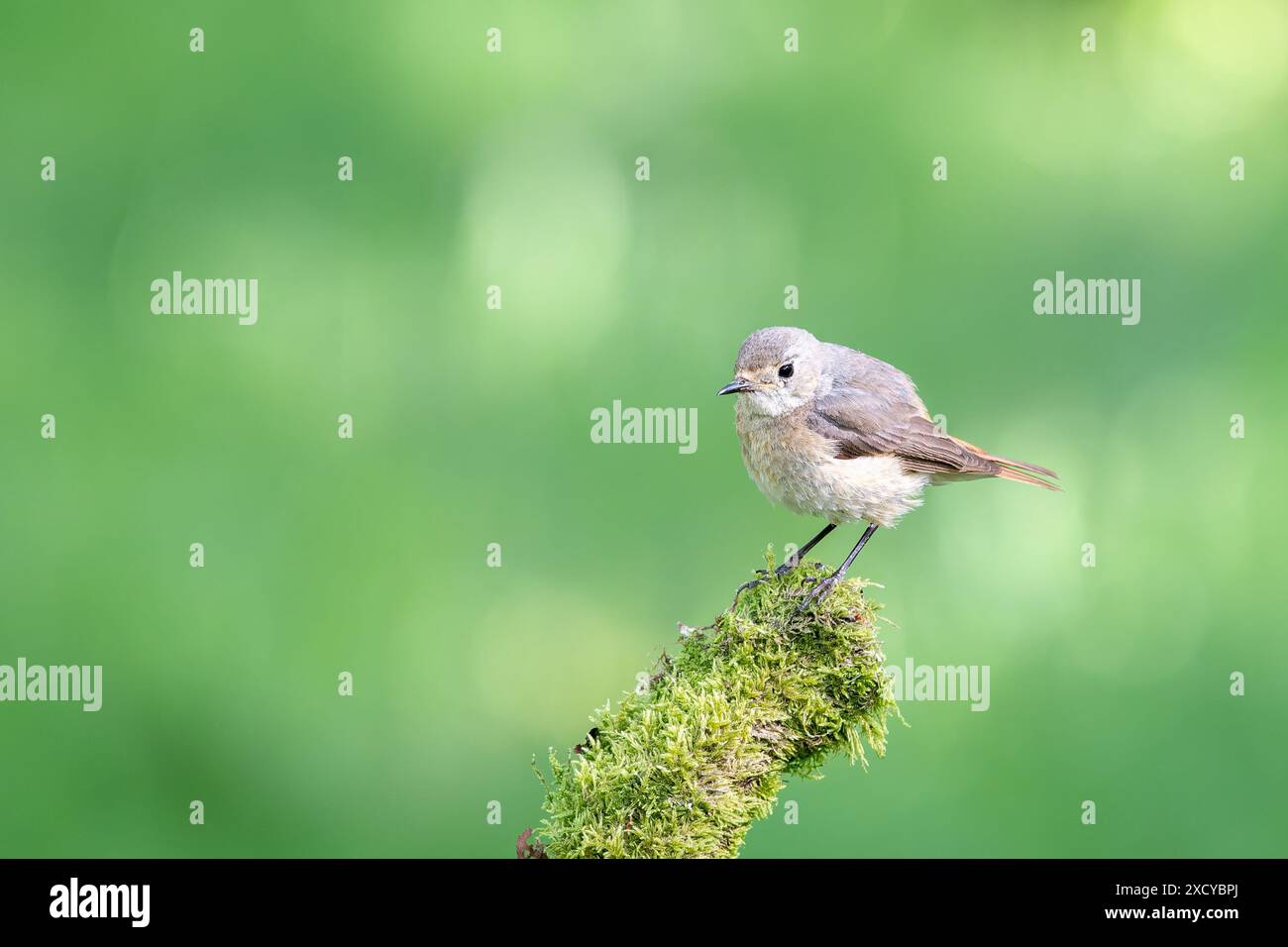 Femelle commune, Phoenicurus phoenicurus, perchée sur une branche couverte de mousse Banque D'Images