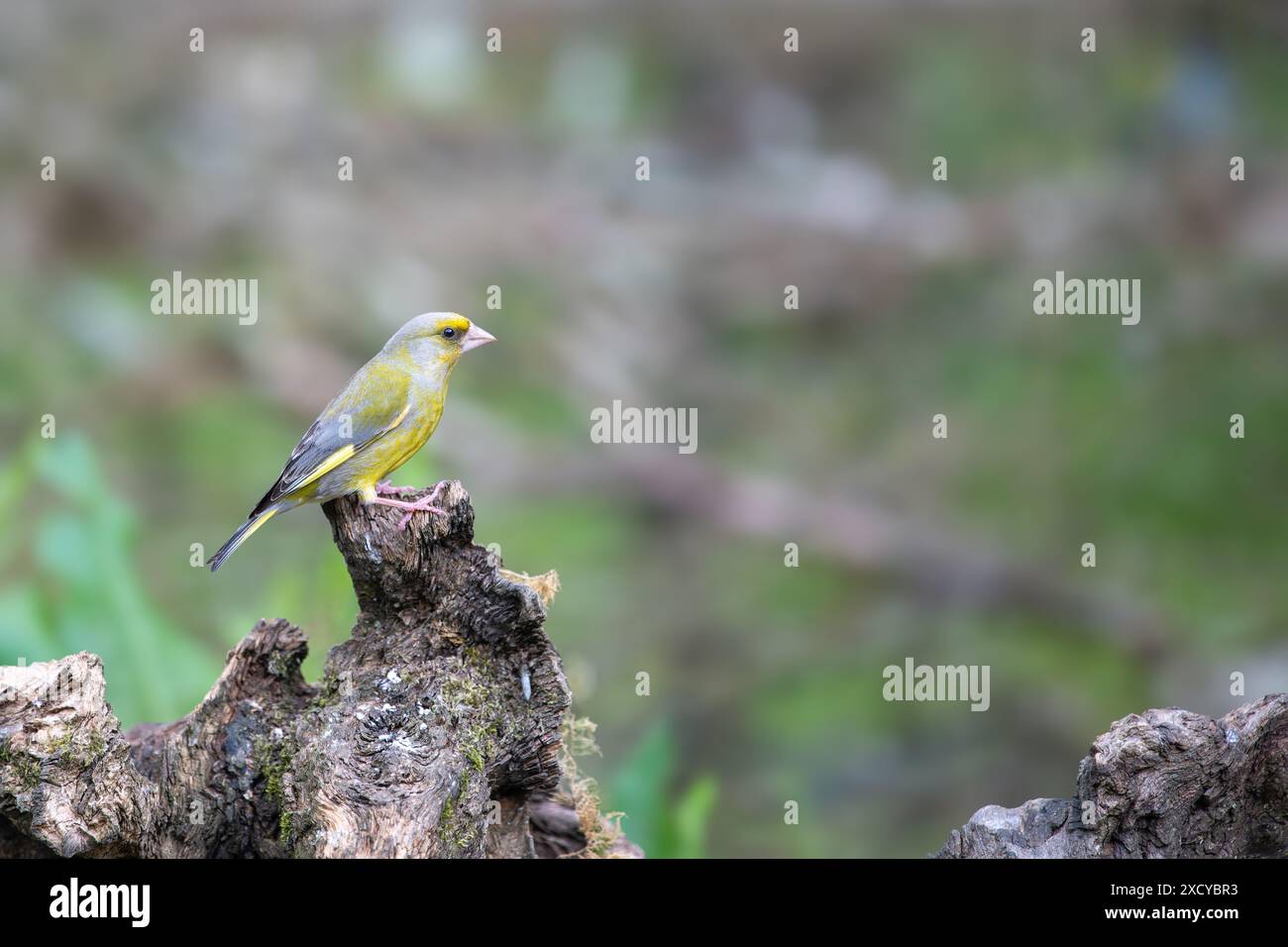 Greenfinch, Chloris chloris, perché sur une souche d'arbre morte Banque D'Images