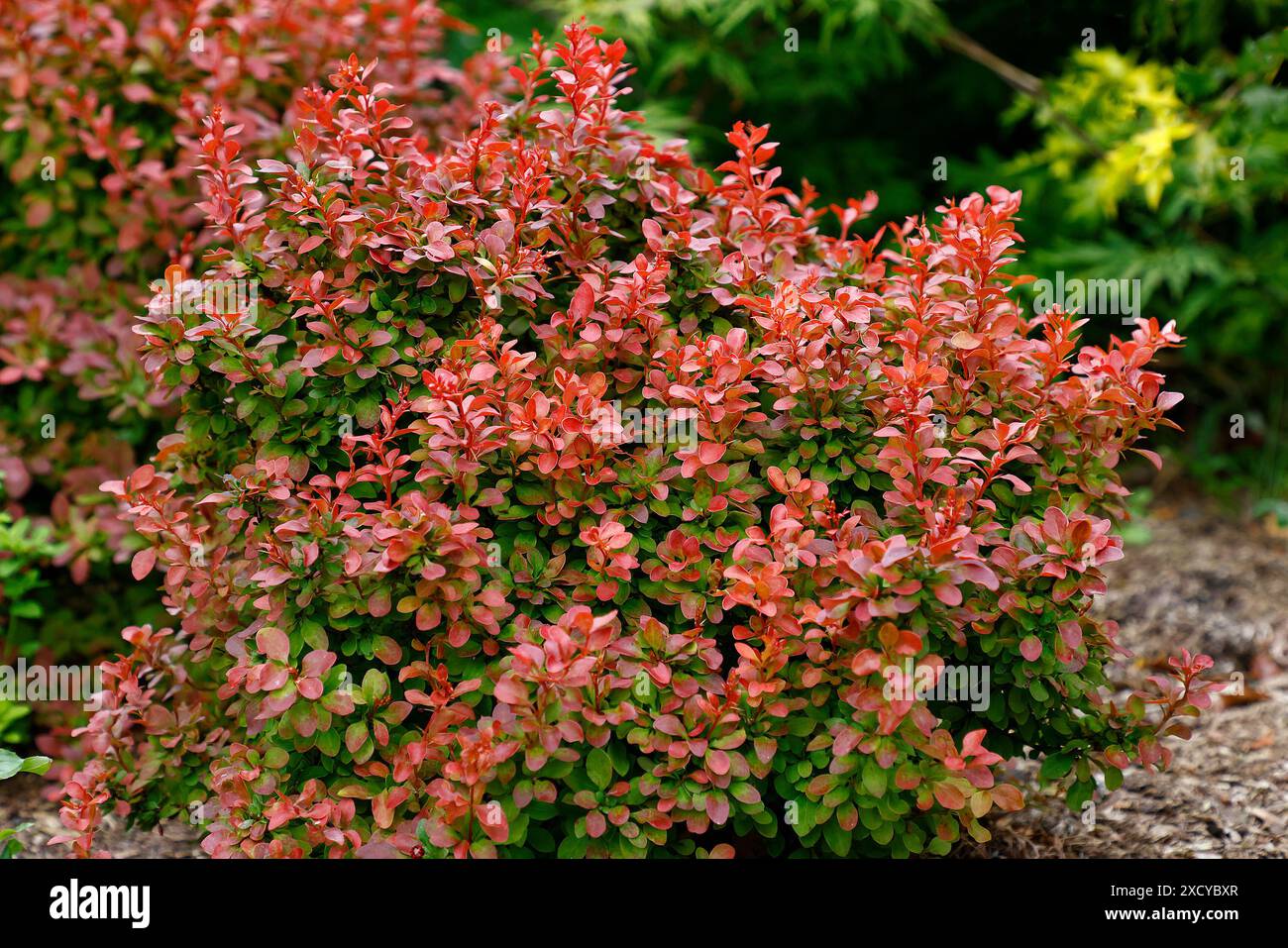 Gros plan sur les feuilles rougeoyantes orangées de l'arbuste de jardin à faible croissance berberis thunbergii atropurpurea admiration. Banque D'Images