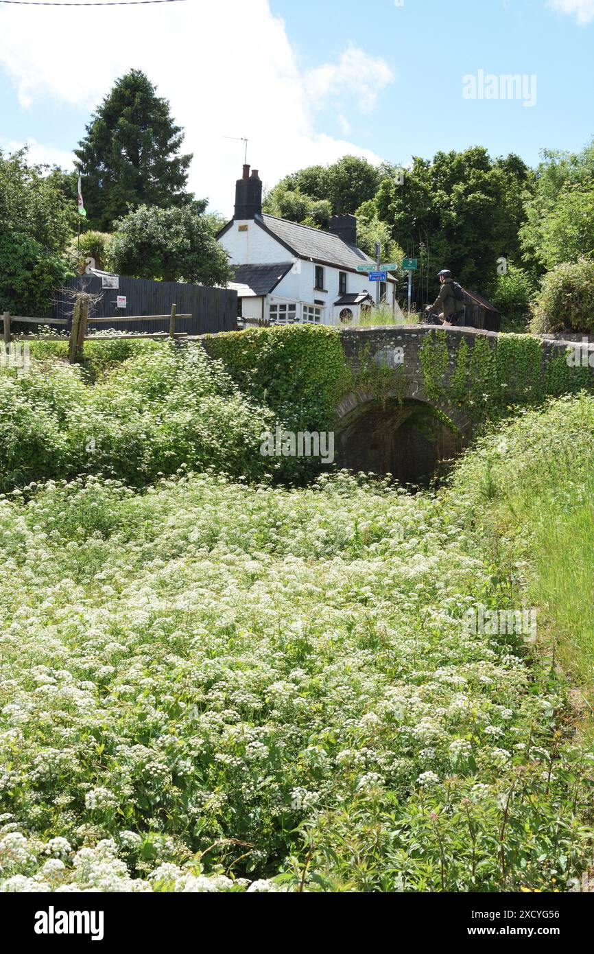 Pensarn Bridge et White Cottage sur le canal du Monmouthshire à Newport avec des eaux envahies par la végétation. Banque D'Images