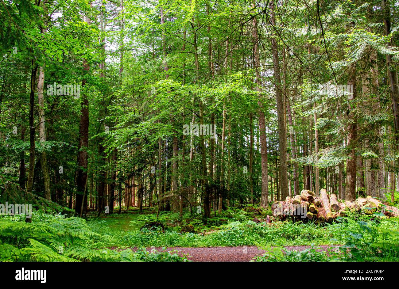 Dundee, Tayside, Écosse, Royaume-Uni. 19 juin 2024. Météo britannique : Templeton Woods offre de beaux paysages d'arbres avec un feuillage vert vif et diverses plantes boisées pendant la saison estivale à Dundee, en Écosse. Crédit : Dundee Photographics/Alamy Live News Banque D'Images