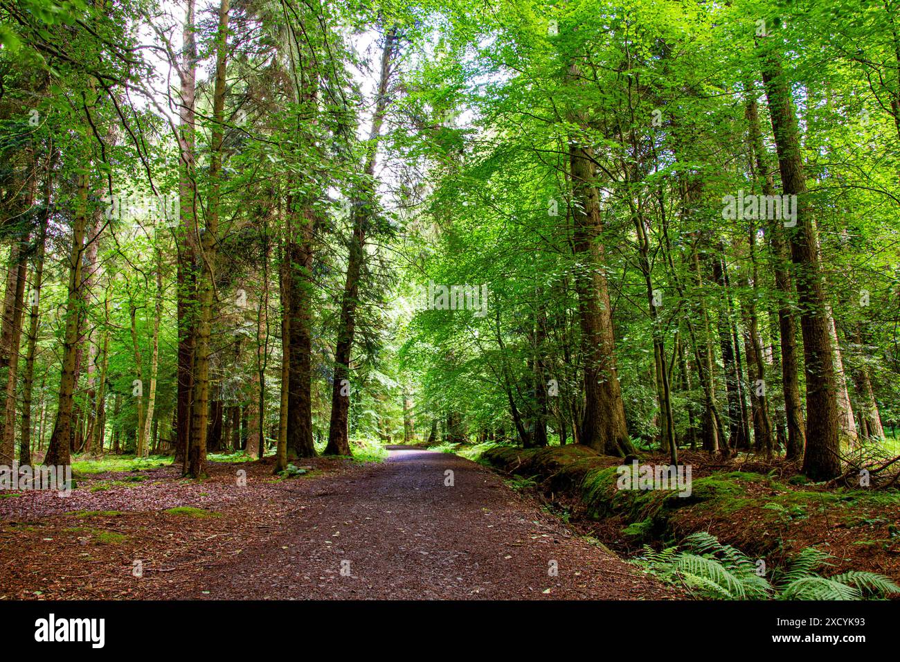 Dundee, Tayside, Écosse, Royaume-Uni. 19 juin 2024. Météo britannique : Templeton Woods offre de beaux paysages d'arbres avec un feuillage vert vif et diverses plantes boisées pendant la saison estivale à Dundee, en Écosse. Crédit : Dundee Photographics/Alamy Live News Banque D'Images