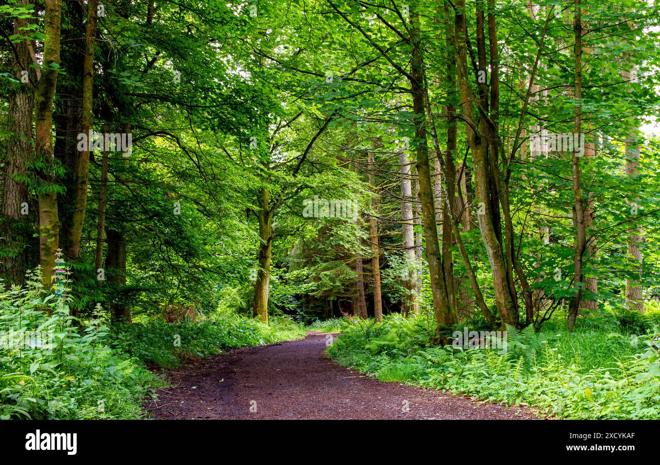 Dundee, Tayside, Écosse, Royaume-Uni. 19 juin 2024. Météo britannique : Templeton Woods offre de beaux paysages d'arbres avec un feuillage vert vif et diverses plantes boisées pendant la saison estivale à Dundee, en Écosse. Crédit : Dundee Photographics/Alamy Live News Banque D'Images