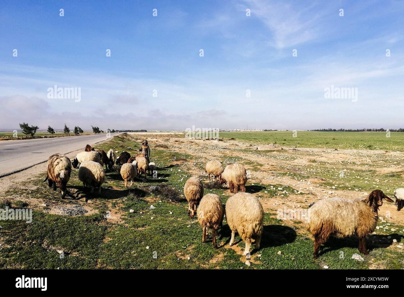 Syrie, environs de Tadmor, berger syrien Banque D'Images