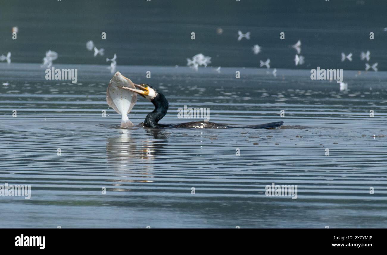 Arnside, Milnthorpe, Cumbria, Royaume-Uni Un cormoran se battant avec un grand flet à Arnside, Cumbria, Royaume-Uni. Malgré la taille du poisson, le cormoran a réussi à le manger et à continuer à pêcher. Crédit : John Eveson/Alamy Live News Banque D'Images