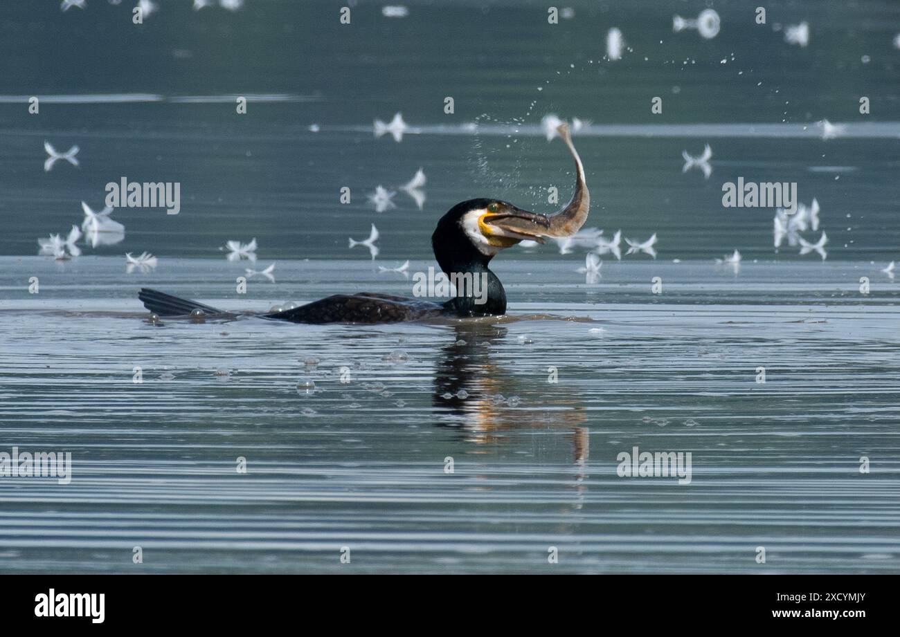 Arnside, Milnthorpe, Cumbria, Royaume-Uni Un cormoran se battant avec un grand flet à Arnside, Cumbria, Royaume-Uni. Malgré la taille du poisson, le cormoran a réussi à le manger et à continuer à pêcher. Crédit : John Eveson/Alamy Live News Banque D'Images