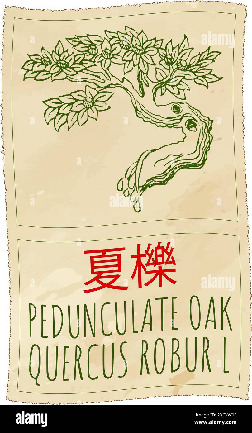 Dessin vectoriel CHÊNE PEDUNCULATE en chinois. Illustration dessinée à la main. Le nom latin est QUERCUS ROBUR L. Illustration de Vecteur