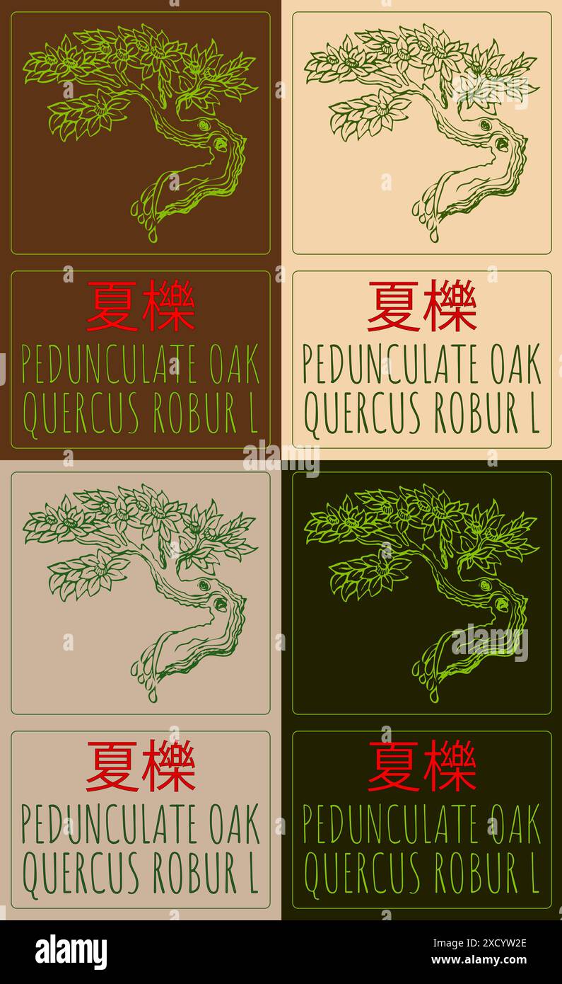 Ensemble de vecteur dessin PEDUNCULATE CHÊNE en chinois en différentes couleurs. Illustration dessinée à la main. Le nom latin est QUERCUS ROBUR L. Illustration de Vecteur