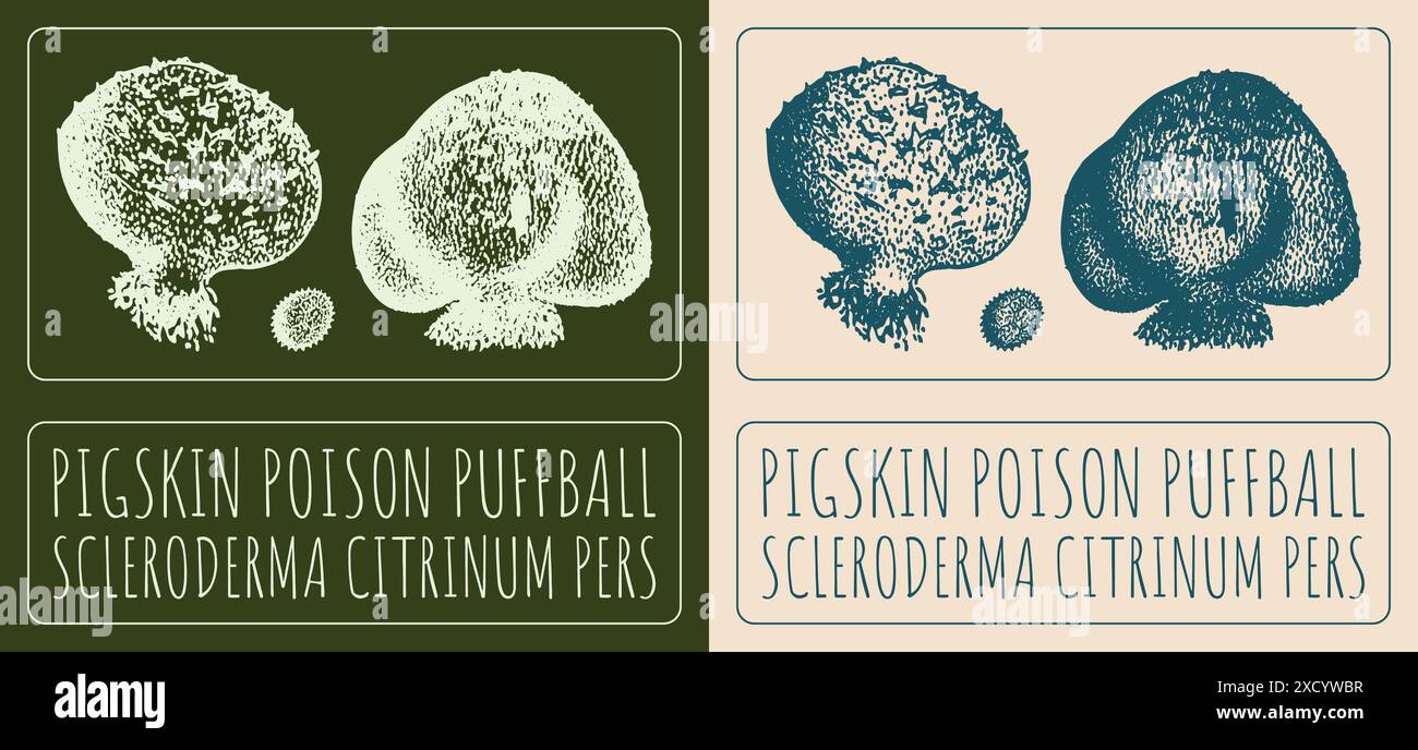 Vecteur dessinant LA PEAU DE PORC POISON PUFFBALL. Illustration dessinée à la main. Le nom latin est SCLERODERMA CITRINUM PERS Illustration de Vecteur