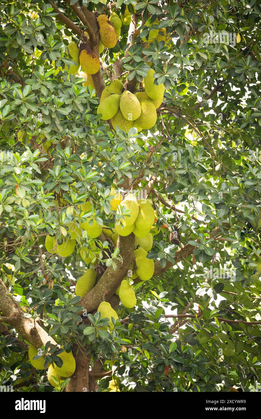 Gros plan sur la croissance des jackfruits. Beaucoup de fruits jack mûrissant sur un arbre en Afrique Banque D'Images