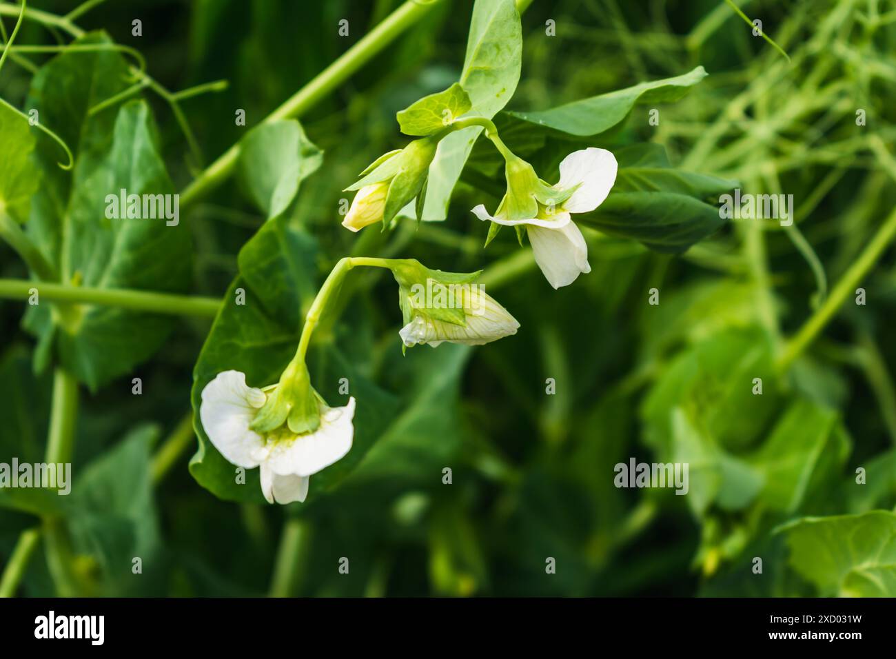 Pois en fleur au printemps, pisum sativum Banque D'Images