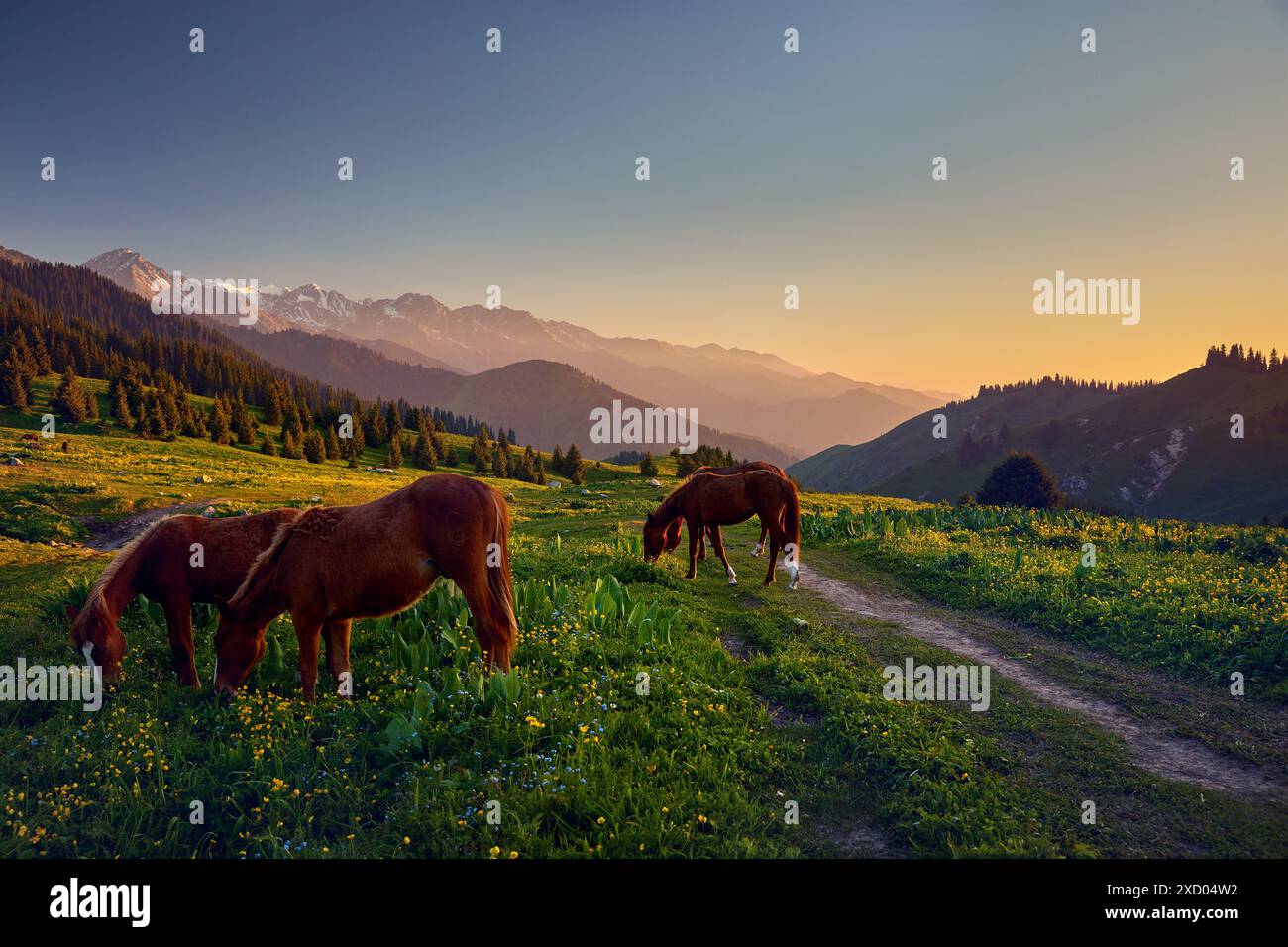 Beau paysage de chevaux sauvages au pâturage de montagne et paysage de forêt d'épicéa avec des fleurs jaunes au ciel du coucher du soleil à Almaty, Kazakhstan Banque D'Images