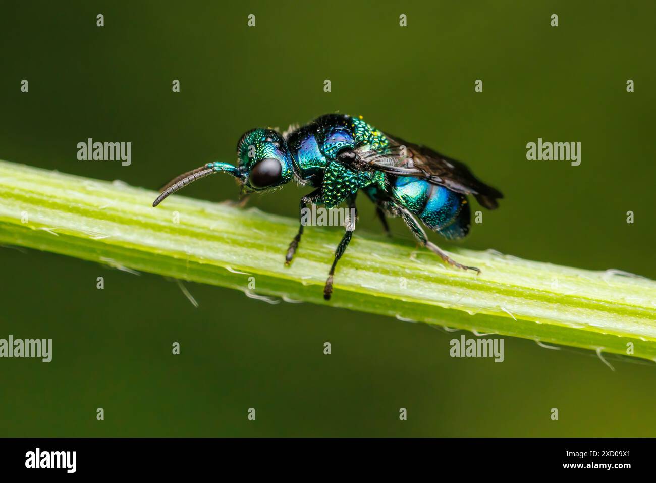 Cuckoo Wasp (Muesebeckidium sp.) Banque D'Images