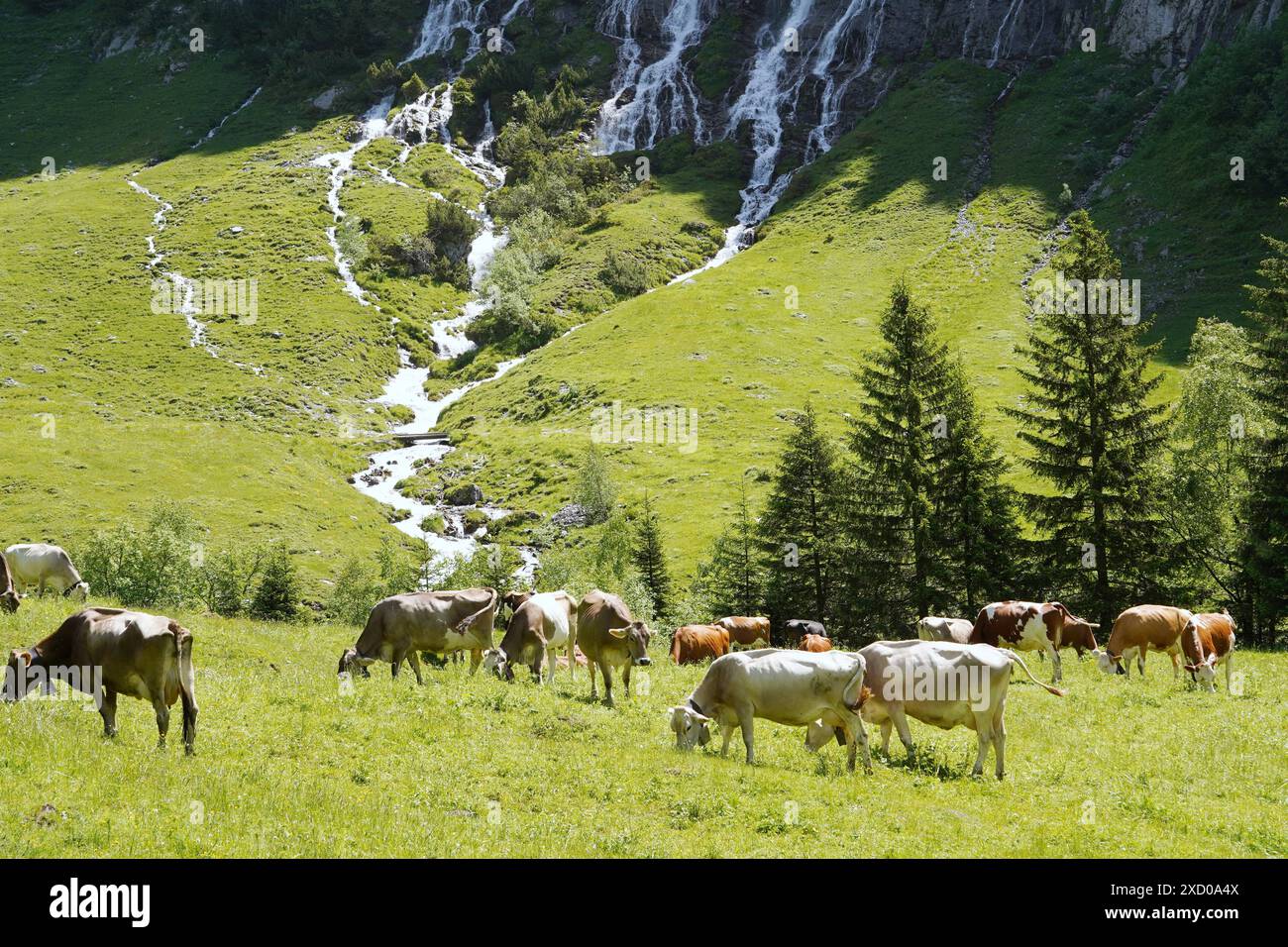 Anton Geisser 19.06.2024 BE Schweiz. Landwirtschaft Alpwirtschaft. Bild : Kuehe auf einer Alpweide mit Wasserfall *** Anton Geisser 19 06 2024 BE Suisse Agriculture alpine vaches sur un pâturage alpin avec cascade Banque D'Images