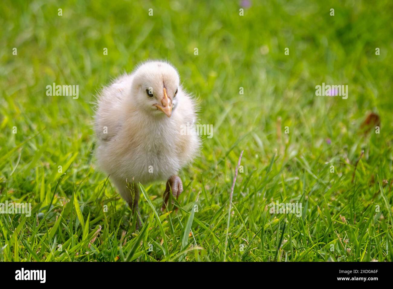 Gros plan de poulet mignon et moelleux qui court dans l'herbe. Banque D'Images