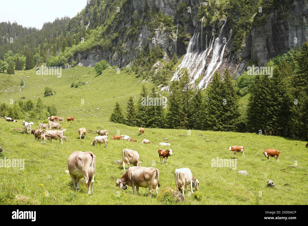 Anton Geisser 19.06.2024 BE Schweiz. Landwirtschaft Alpwirtschaft. Bild : Kuehe auf einer Alpweide mit Wasserfall *** Anton Geisser 19 06 2024 BE Suisse Agriculture alpine vaches sur un pâturage alpin avec cascade Banque D'Images