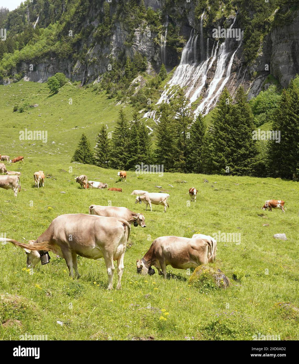Anton Geisser 19.06.2024 BE Schweiz. Landwirtschaft Alpwirtschaft. Bild : Kuehe auf einer Alpweide mit Wasserfall *** Anton Geisser 19 06 2024 BE Suisse Agriculture alpine vaches sur un pâturage alpin avec cascade Banque D'Images