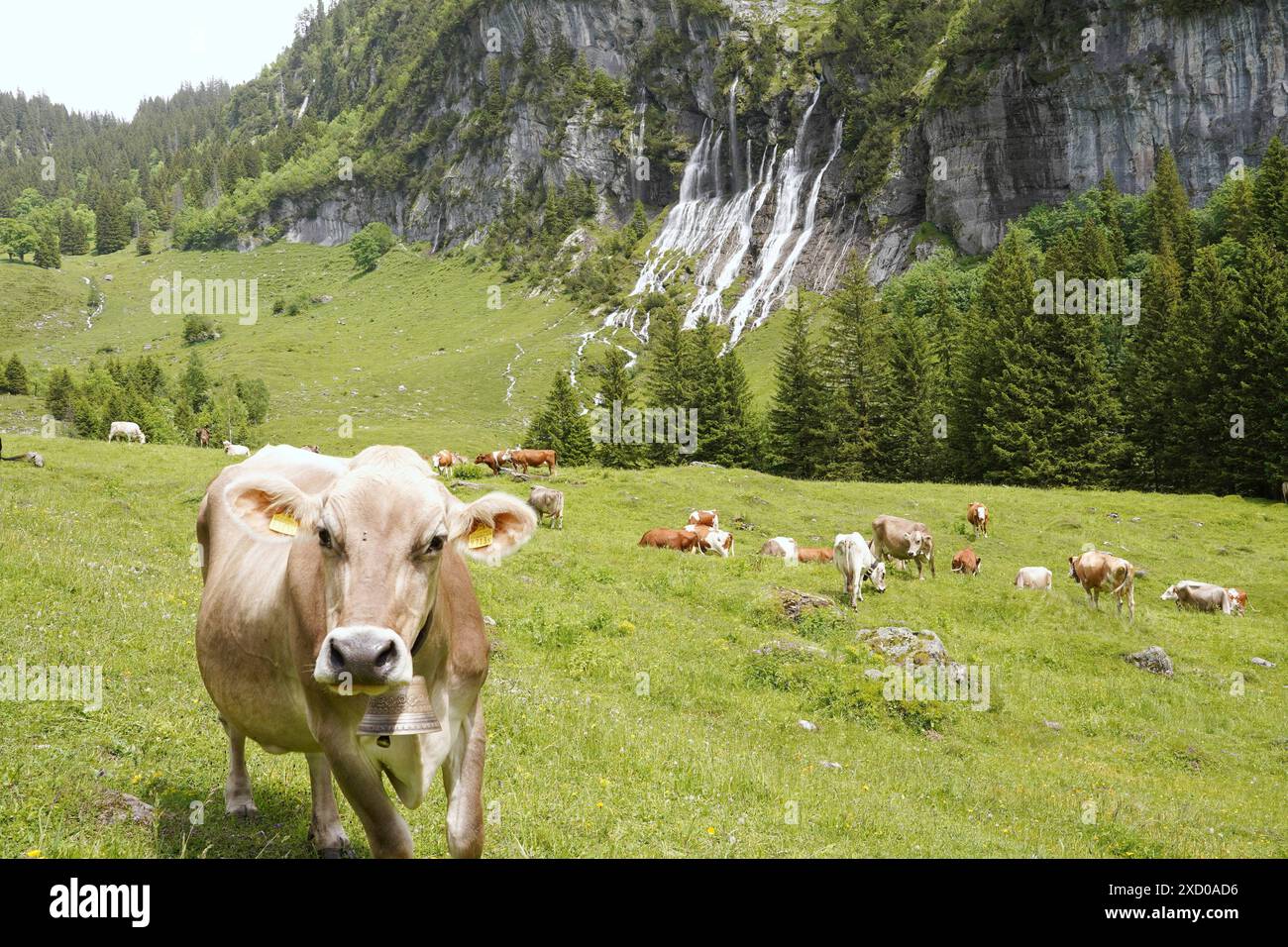 Anton Geisser 19.06.2024 BE Schweiz. Landwirtschaft Alpwirtschaft. Bild : Kuehe auf einer Alpweide mit Wasserfall *** Anton Geisser 19 06 2024 BE Suisse Agriculture alpine vaches sur un pâturage alpin avec cascade Banque D'Images