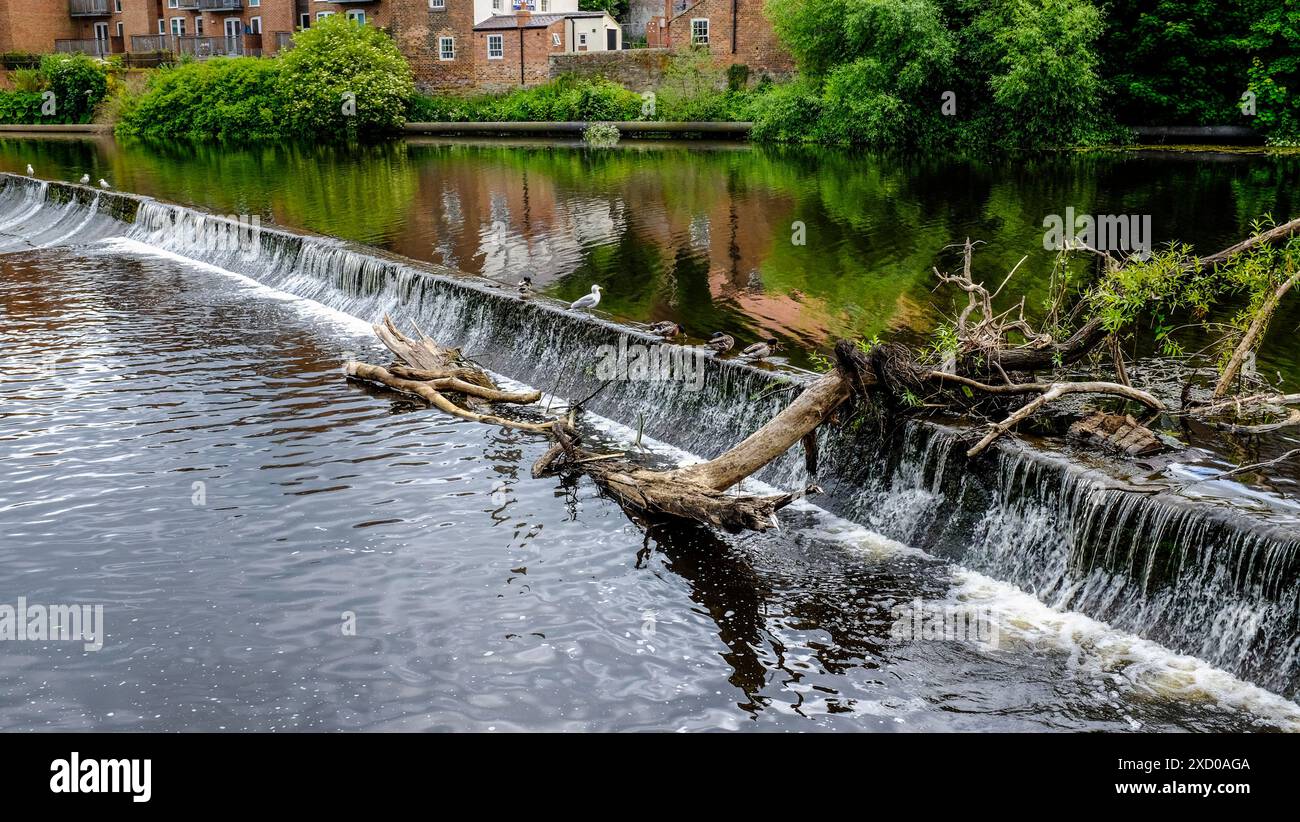 Une vue sur la rivière Wear à Milburngate Bridge Area dans le centre-ville de Durham, Angleterre, Royaume-Uni avec des oiseaux et des canards sur le wier à la recherche de poissons Banque D'Images