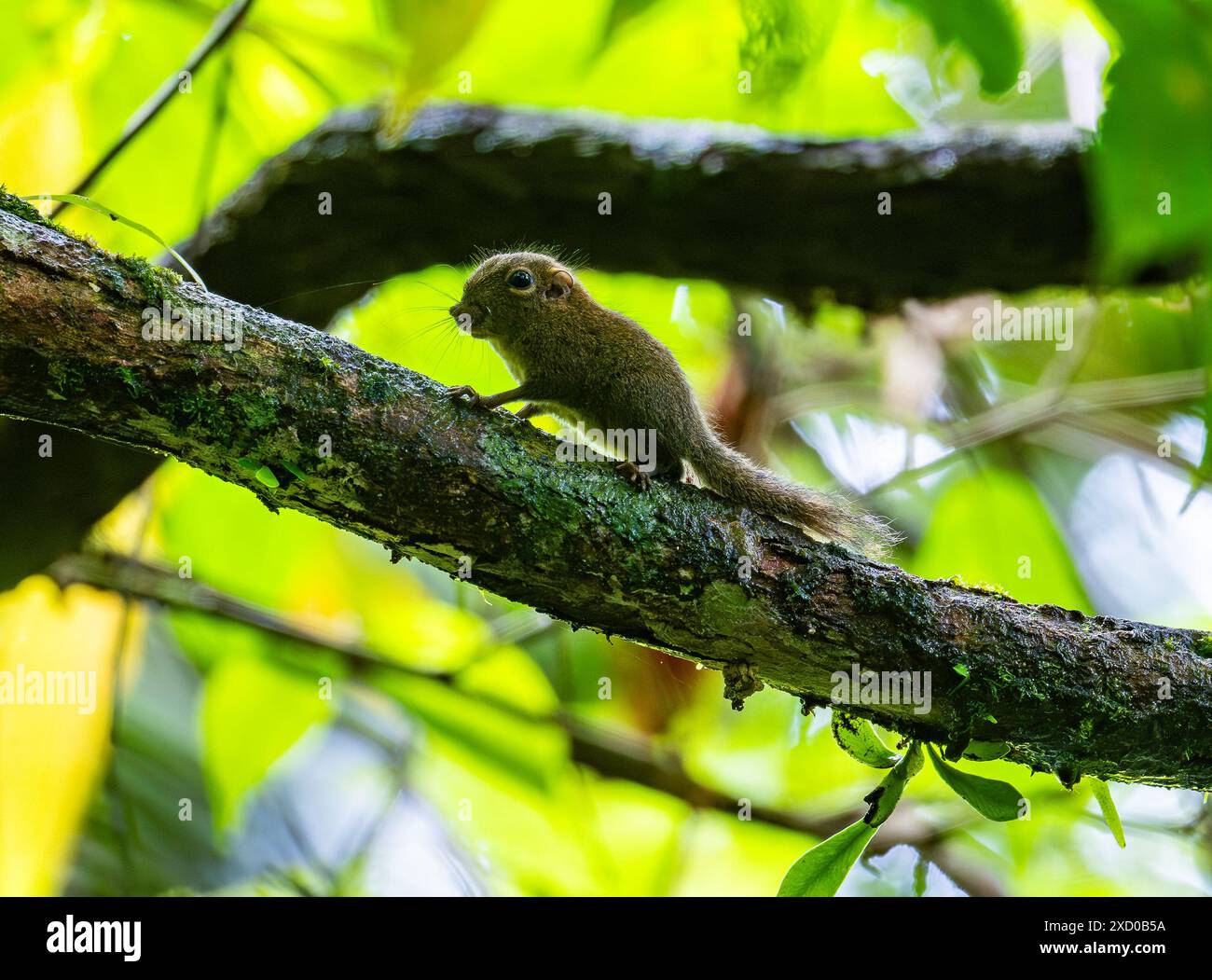 Un minuscule écureuil pygmée (Exilisciurus exilis) qui se nourrit dans la forêt. Bornéo, Malaisie. Banque D'Images