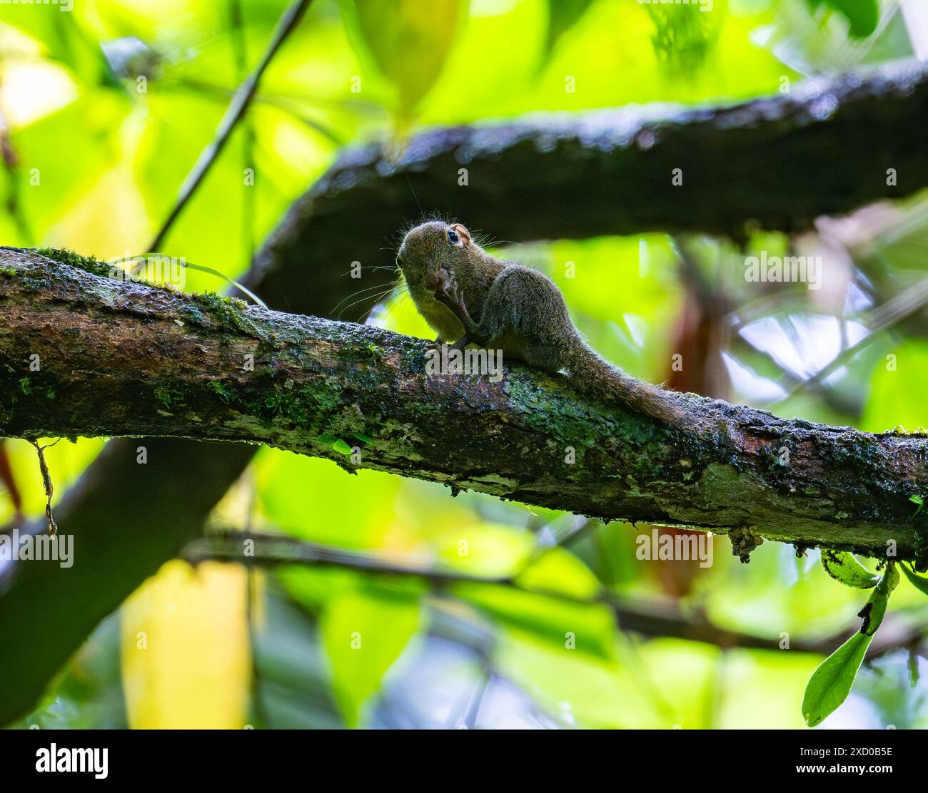 Un minuscule écureuil pygmée (Exilisciurus exilis) qui se nourrit dans la forêt. Bornéo, Malaisie. Banque D'Images