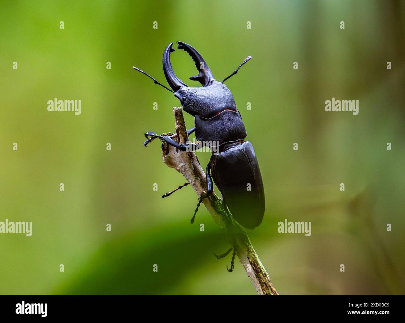 Un grand coléoptère de cerf noir (Odontolabis leuthneri) à mâchoires ouvertes. Sabah, Bornéo, Malaisie. Banque D'Images