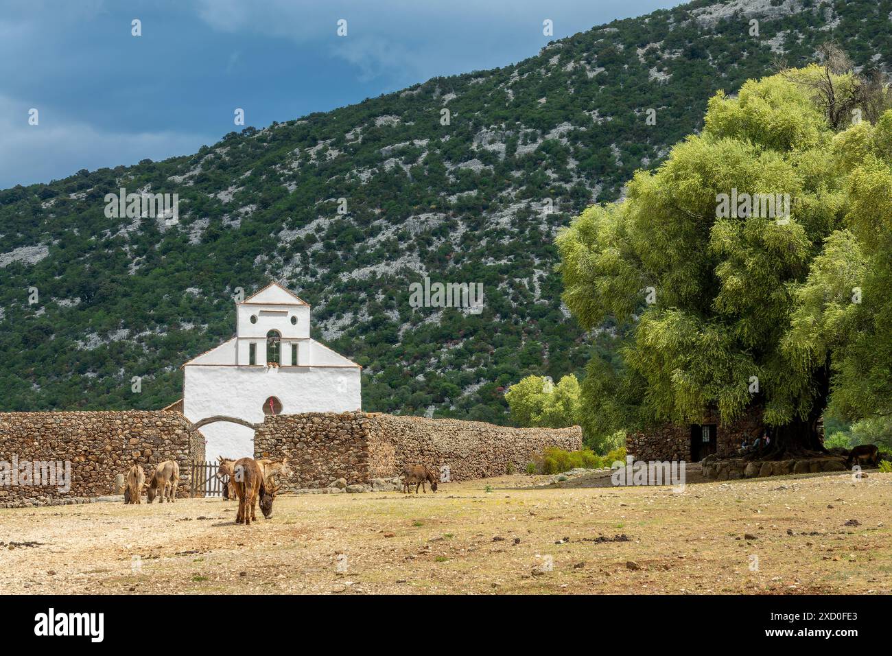 Ânes à l'église de San Pietro, plateau de Golgo près de Baunei à Ogliastra, île de Sardaigne, Italie Banque D'Images