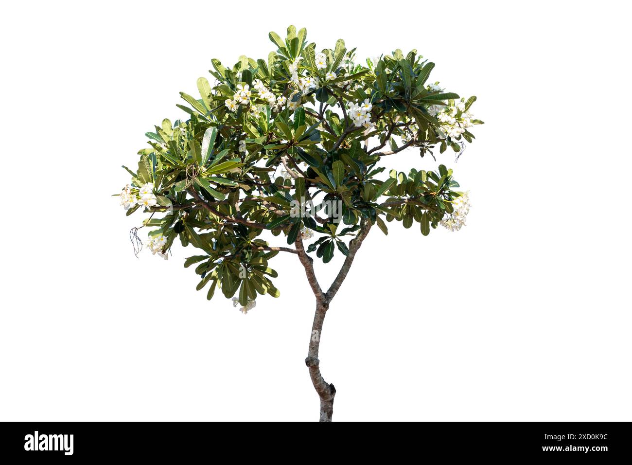 Plumeria. Arbre isolé sur fond blanc. Base de données d'arbres éléments d'organisation de jardin botanique de la nature, arbres tropicaux isolés utilisés pour la conception. Banque D'Images