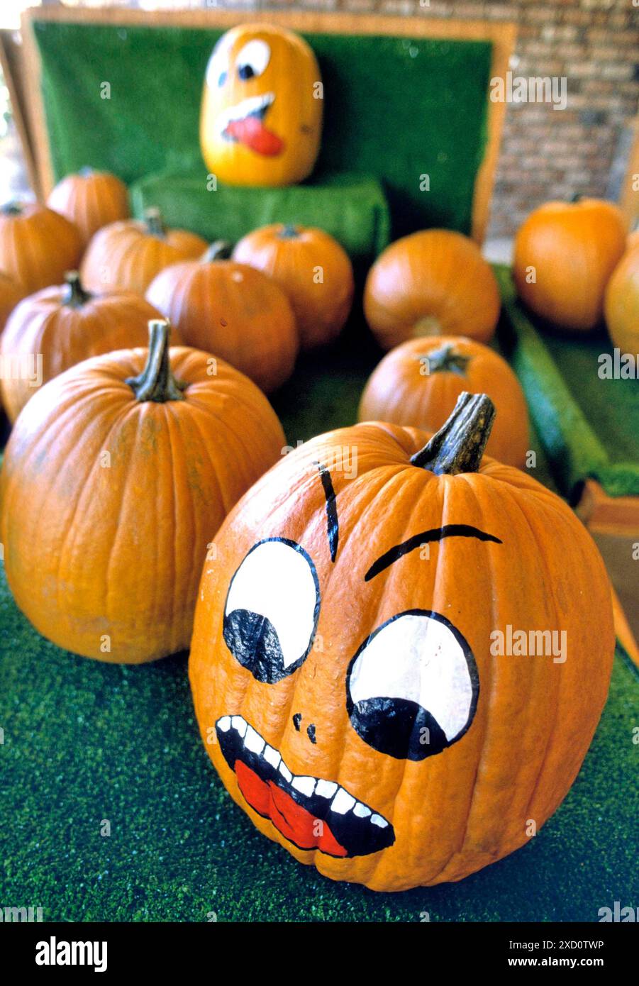 Gros plan de citrouilles prêtes pour la nuit pendant halloween Banque D'Images