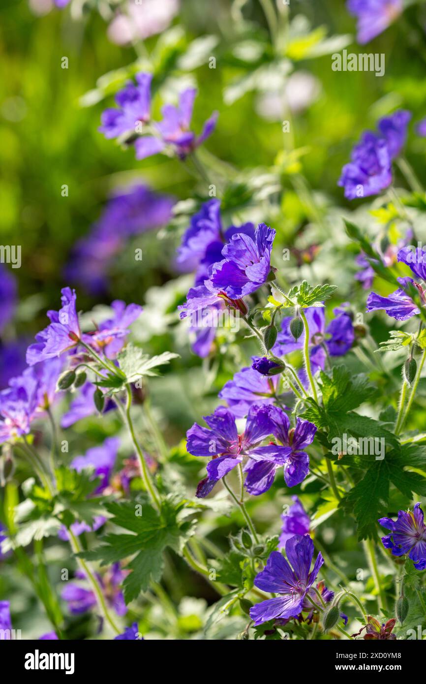 Fleur de géranium bleu dans un jardin écossais Banque D'Images