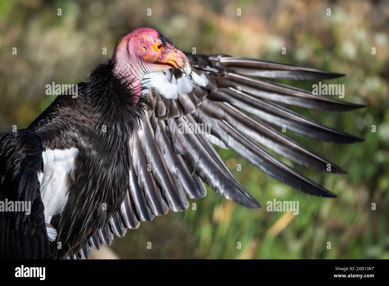 Oiseau condor de Californie avec des ailes déployées sur fond vert flou Banque D'Images