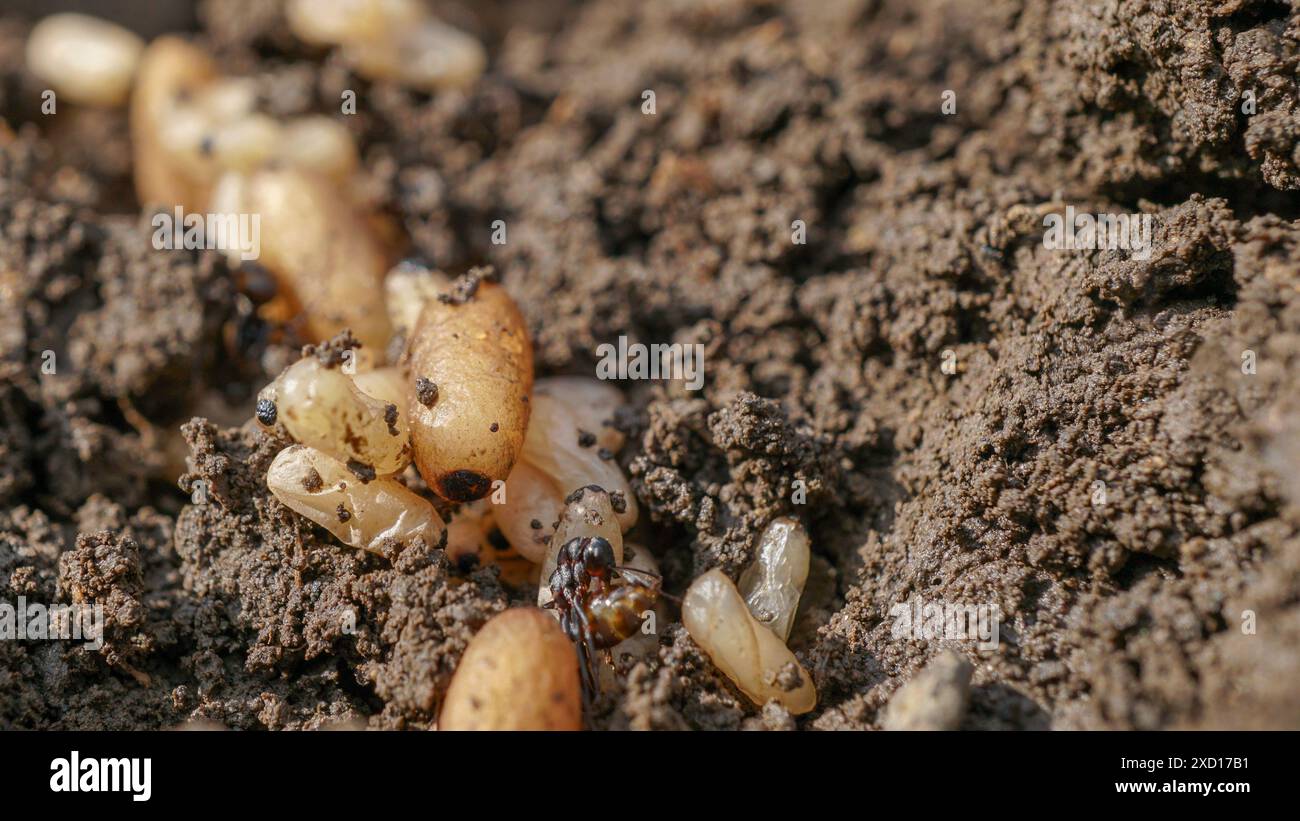Nid de fourmi avec beaucoup d'oeufs Macro tir avec une faible profondeur de champ d'oeufs de fourmi et de larves. Fourmi nouvellement éclos et œufs dans la fourmilière. Banque D'Images