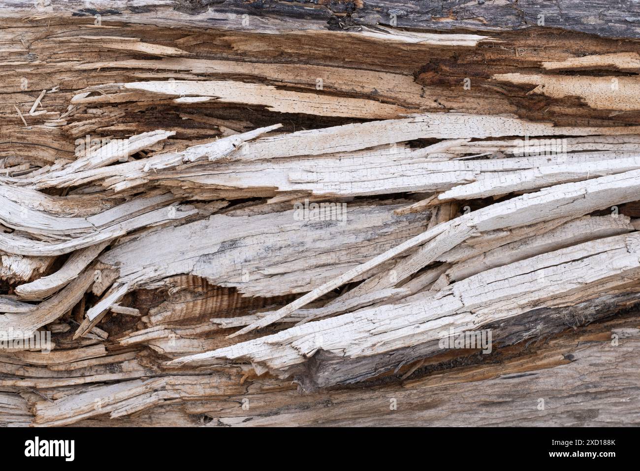 Le fond est fait de fibres de bois déchirées Banque D'Images