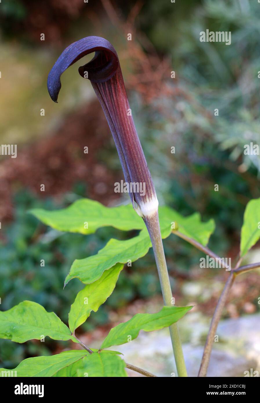 Arisaema serratum var. Mayebarae, Araceae. Japon. Arisaema serratum est une espèce de plante à fleurs de la famille des arum (Araceae). Originaire du Japon. Banque D'Images