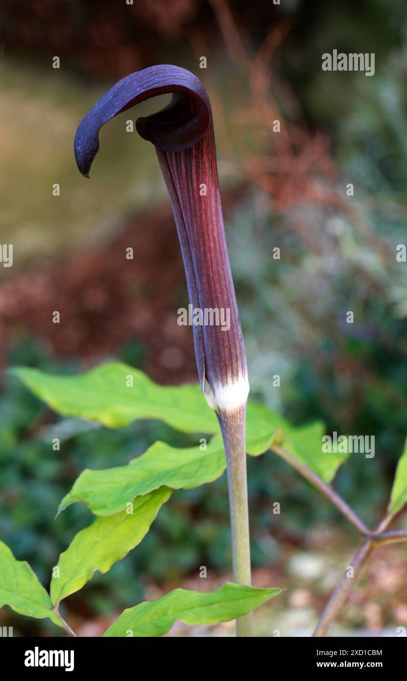 Arisaema serratum var. Mayebarae, Araceae. Japon. Arisaema serratum est une espèce de plante à fleurs de la famille des arum (Araceae). Originaire du Japon. Banque D'Images