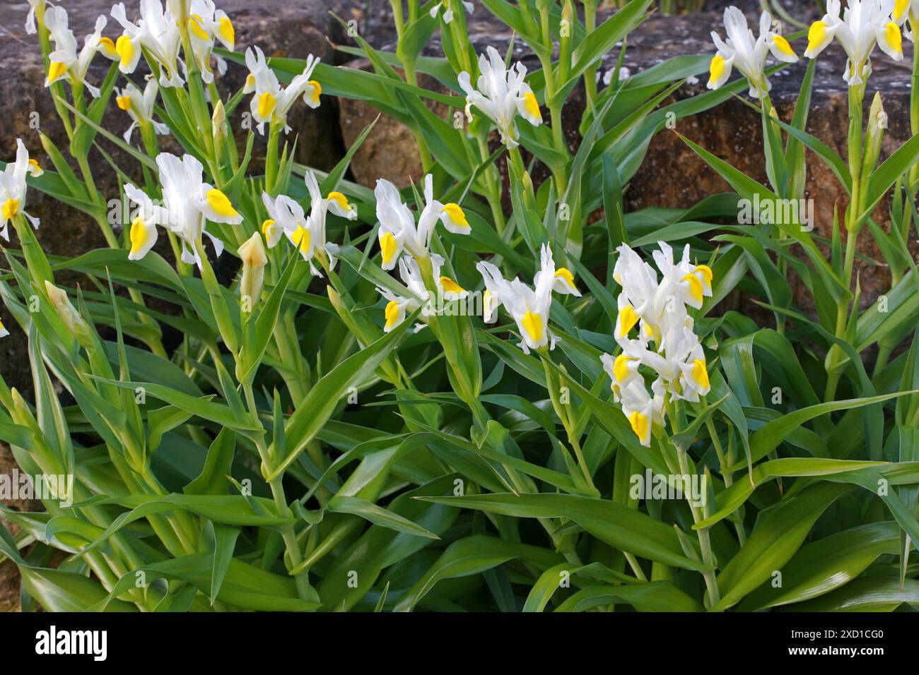 Iris, 'Sunny Side Up', Iridaceae. Iris 'Sunny Side Up' est un hybride de Iris bucharica et Iris magnifica. Ce cultivar a des fleurs jaunes et blanches. Banque D'Images