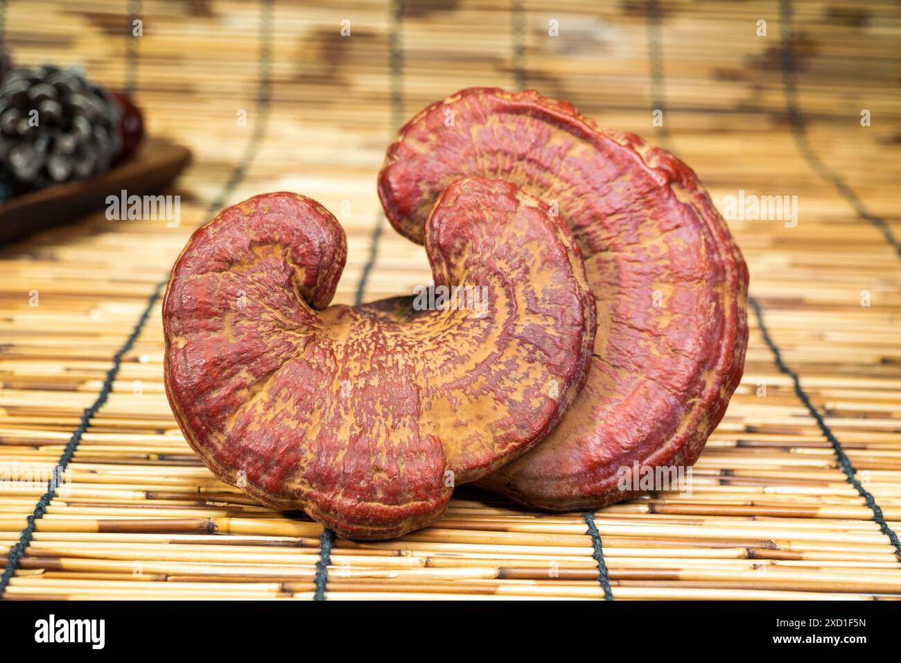 Gros plan d'un champignon médicinal reishi (Ganoderma lucidum). Ce champignon polyporeux très détaillé est utilisé dans la médecine traditionnelle chinoise. Banque D'Images