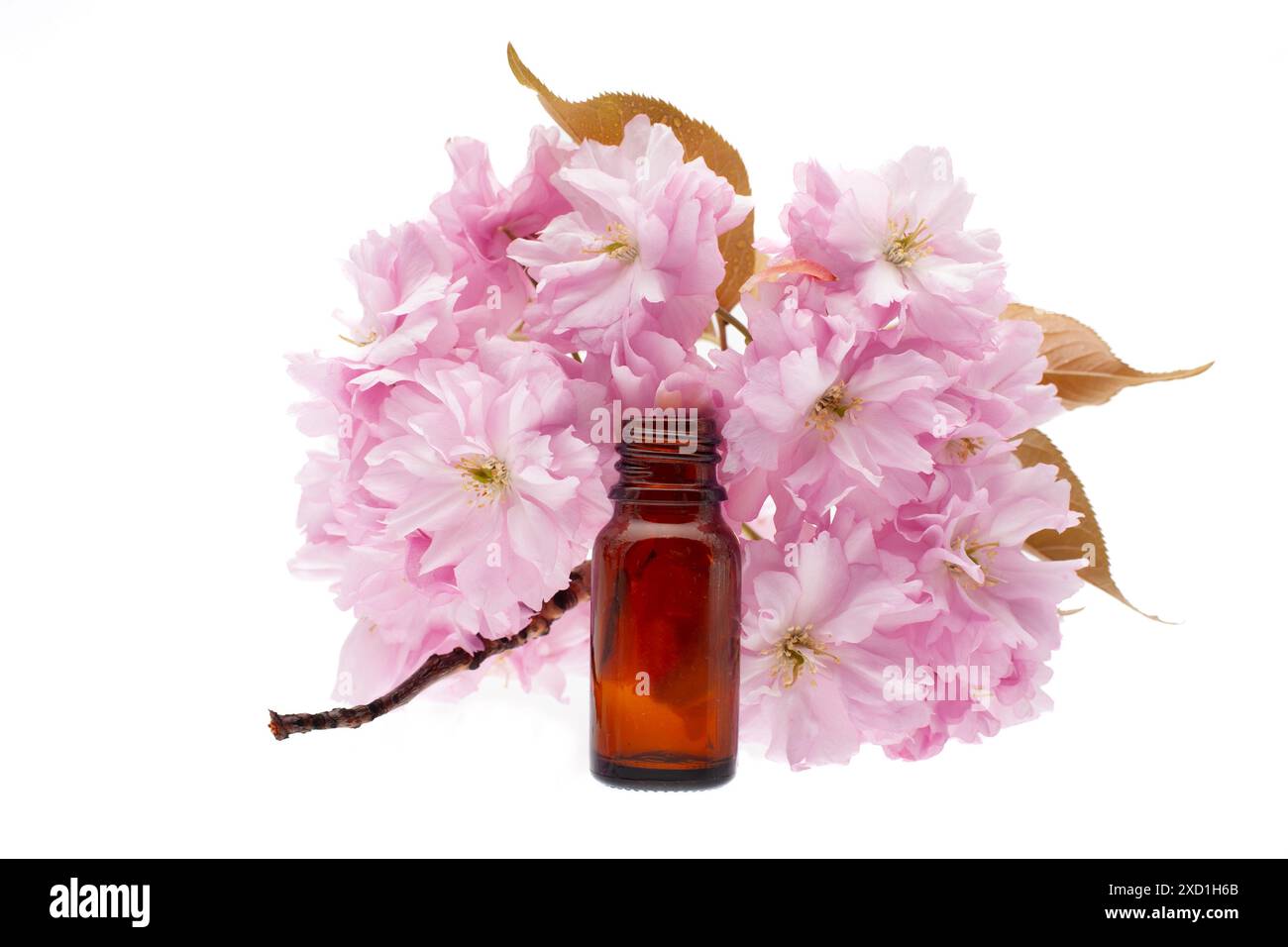 Fleurs de cerisier roses avec bouteille ambre Banque D'Images