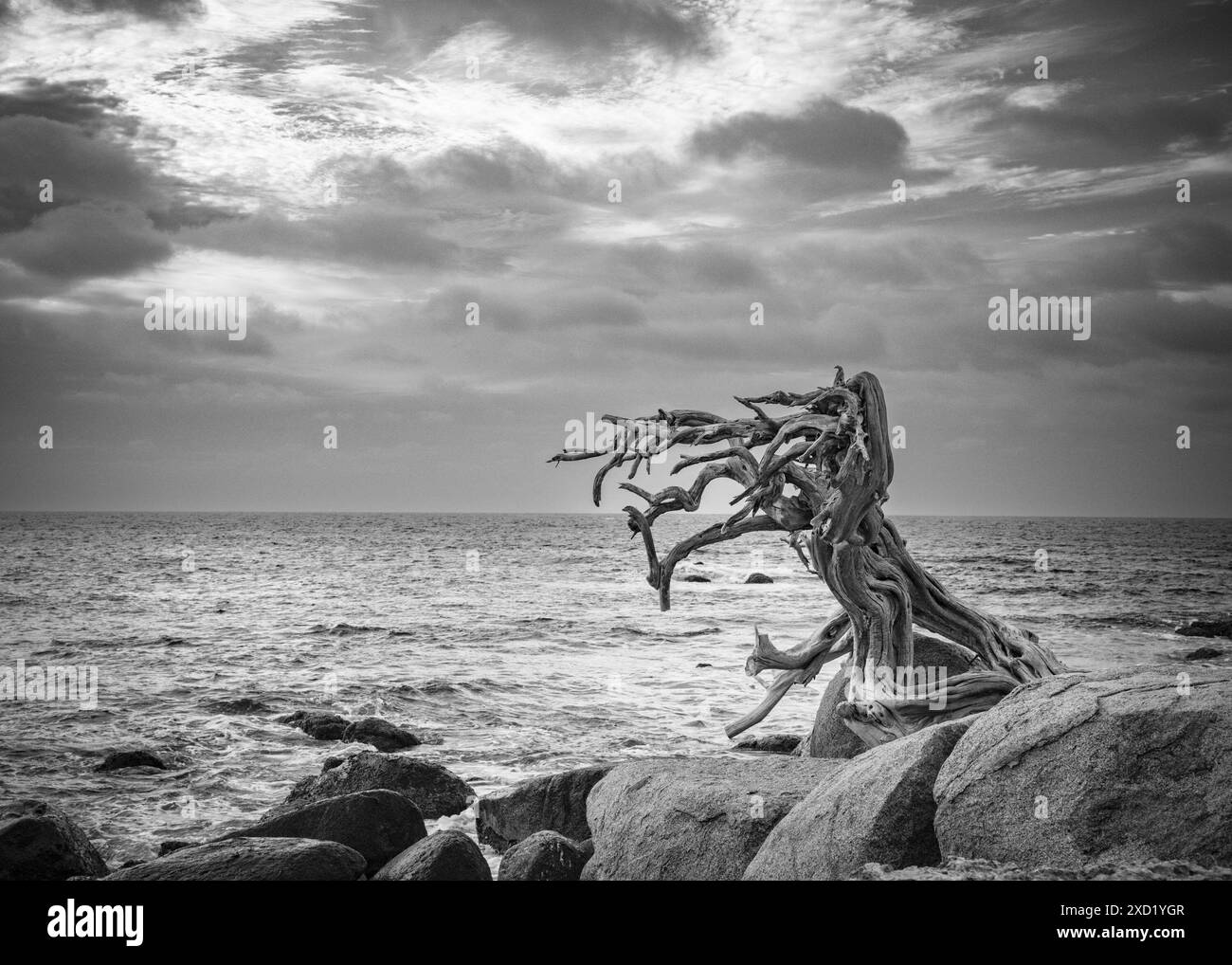 Voyage paysage à Arashi Beach Aruba avec l'océan, les rochers et l'arbre tordu balayé par le vent Banque D'Images