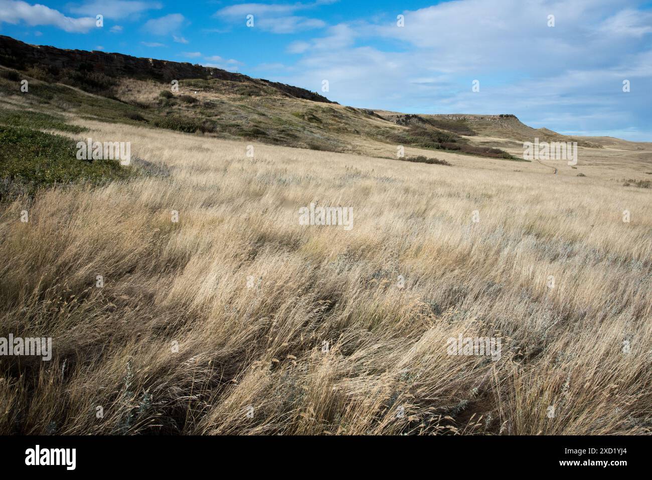 Head-Smashed-In Buffalo Jump est un site du patrimoine mondial en Alberta au Canada où les peuples autochtones chassaient des bisons sur des falaises pour la chasse massive. Banque D'Images