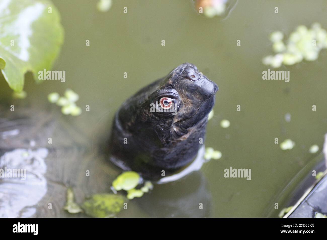 Mâle Terrapene Carolina Major (Gulf Coast Box Turtle) se prélassant dans un étang trouble Banque D'Images