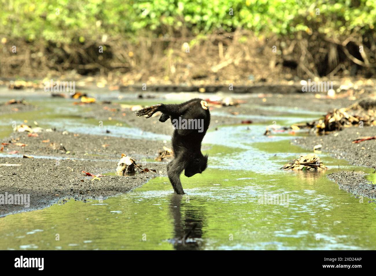 Un juvénile de macaque à crête noire (Macaca nigra) de Sulawesi joue sur un ruisseau près d'une plage pendant la recherche de nourriture dans la réserve naturelle de Tangkoko, en Indonésie. Banque D'Images