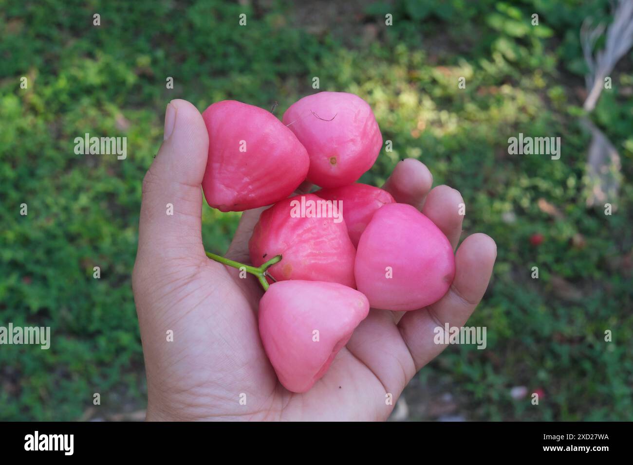 Main tenant la pomme rose rose ou les fruits jambu cire ou Syzygium samarangense. Banque D'Images