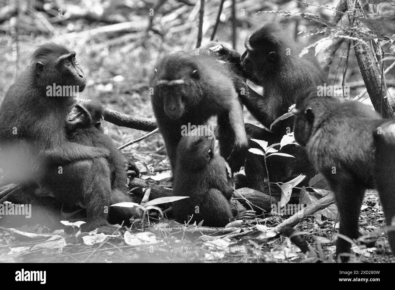 Macaques à cragoût noir (Macaca nigra) de Sulawesi dans la réserve naturelle de Tangkoko, au nord de Sulawesi, en Indonésie. Banque D'Images