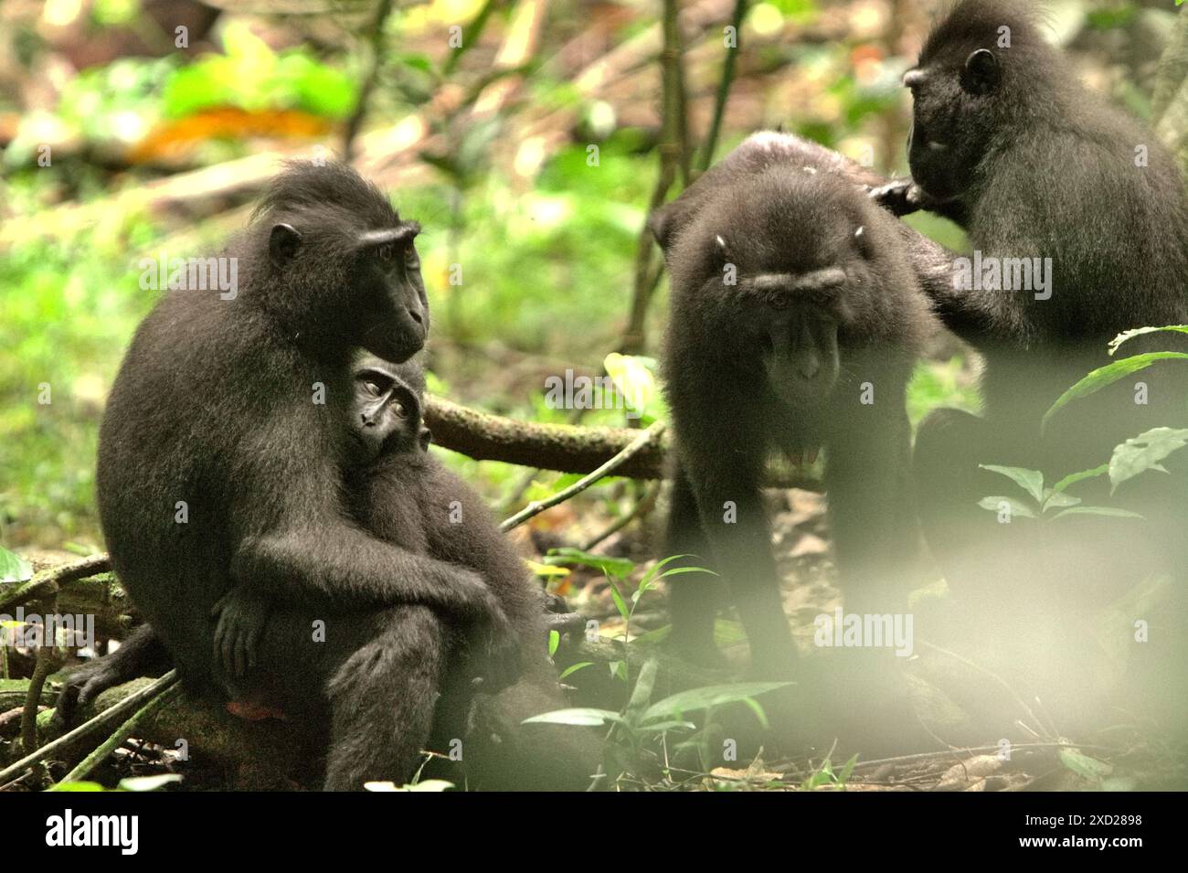 Macaques à cragoût noir (Macaca nigra) de Sulawesi dans la réserve naturelle de Tangkoko, au nord de Sulawesi, en Indonésie. Banque D'Images
